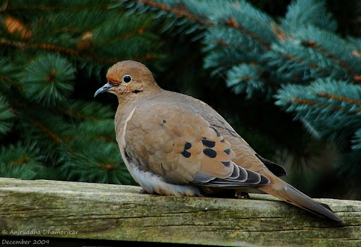 what does it mean when a dove visits you